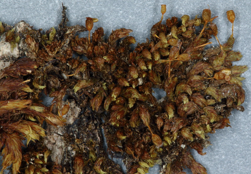 Drummondia prorepens